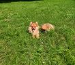 cuccioli-pomerania