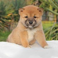 Maschietto di shiba inu fulvo rosso