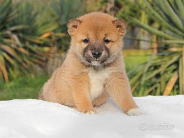 Maschietto di shiba inu fulvo rosso
