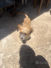 Cane meticcio