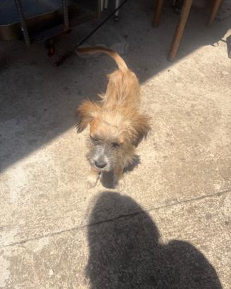 Cane meticcio