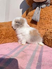 Coniglietti nani d'Angora a pelo lungo