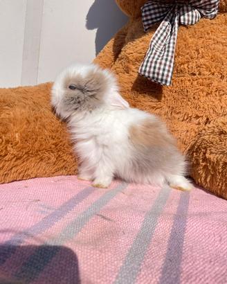 Coniglietti nani d'Angora a pelo lungo