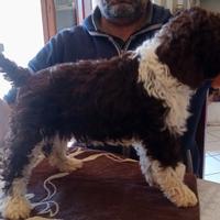 Lagotto Romagnolo