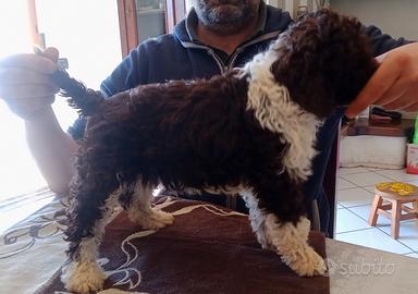 Lagotto Romagnolo