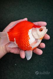 CARPE KOI E TAMASABA GIAPPONESI 