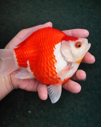 CARPE KOI E TAMASABA GIAPPONESI 
