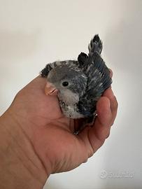 Baby pulli di parrocchetti monaci pappagalli