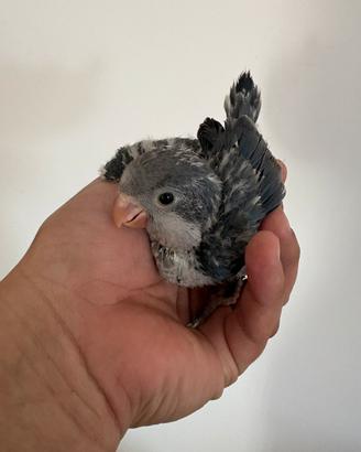 Baby pulli di parrocchetti monaci pappagalli