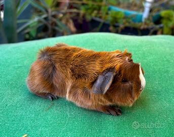 Cavia porcellino d'india a pelo lungo