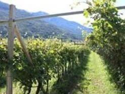 Immobile in asta di 2417 m² a Madruzzo