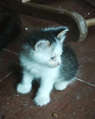 Gattino maschio
