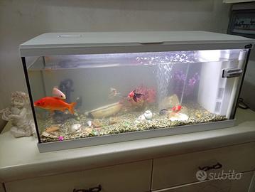 Acquario per pesci