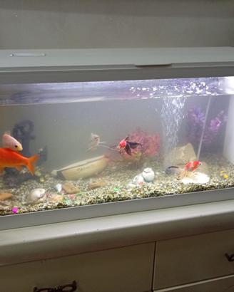 Acquario per pesci