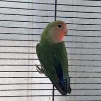 Inseparabili pappagalli