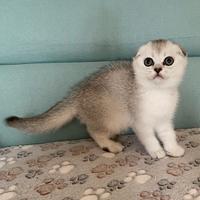 Cuccioli Scottish fold e straight