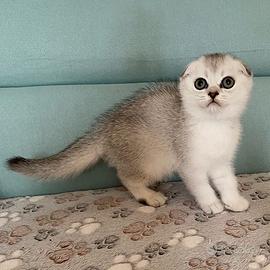 Cuccioli Scottish fold e straight