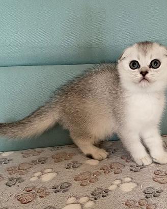 Cuccioli Scottish fold e straight