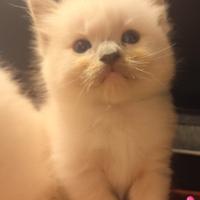 Cucciola gatto Ragdoll