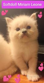 Cucciola gatto Ragdoll