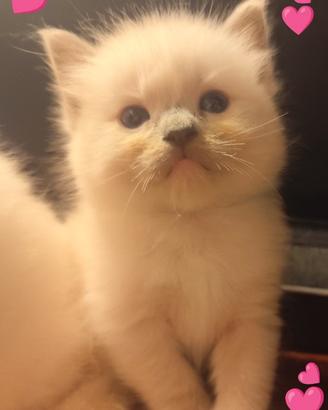 Cucciola gatto Ragdoll