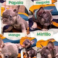 Cuccioli bulldog francese