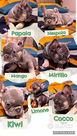 Cuccioli bulldog francese