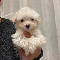 Maltese
