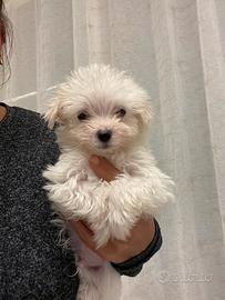 Maltese