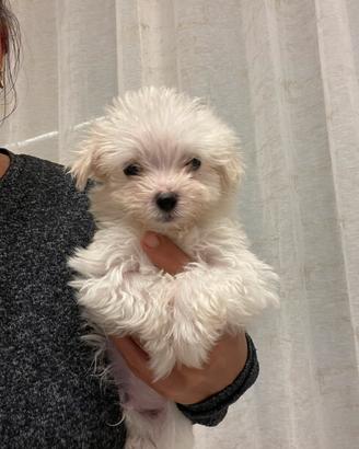 Maltese