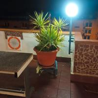 tronchetto della felicità 