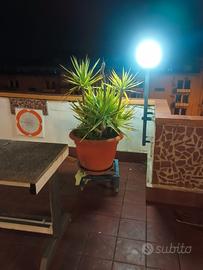 tronchetto della felicità 