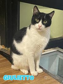 Giulietto gatto di 3 anni