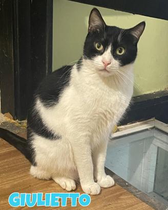 Giulietto gatto di 3 anni