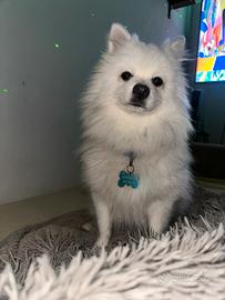 Accoppiamento volpino