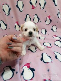Shih Tzu cuccioli bianchi Toy