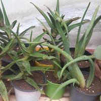 Piante succulente, varie tipologie di Aloe