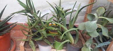 Piante succulente, varie tipologie di Aloe