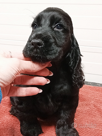 All.to Cocker Spaniel Inglese