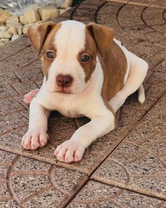 Pitbull red nose