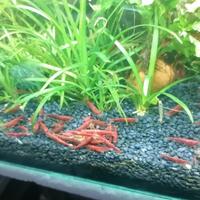 Neocaridine red sakura red fire