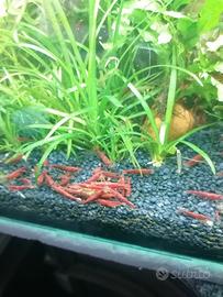 Neocaridine red sakura red fire