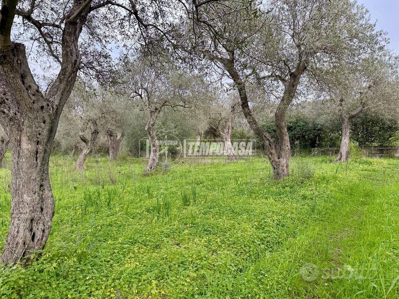 Terreno - Uliveto - Sorso - Vista 3