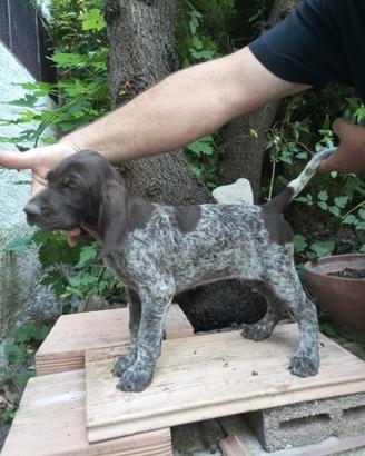 Cuccioli di Bracco-Pointer da caccia o tartufo