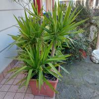 pianta yucca 