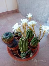 piante grasse