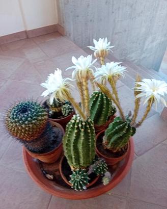 piante grasse