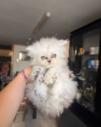 Vendita Gattini Persiani