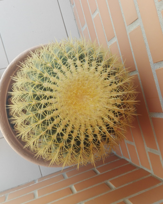 Pianta grassa SPETTACOLO SENZA PAGARE