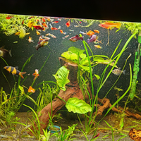 Guppy, endler, ancistrus, plati, pesci gonnella